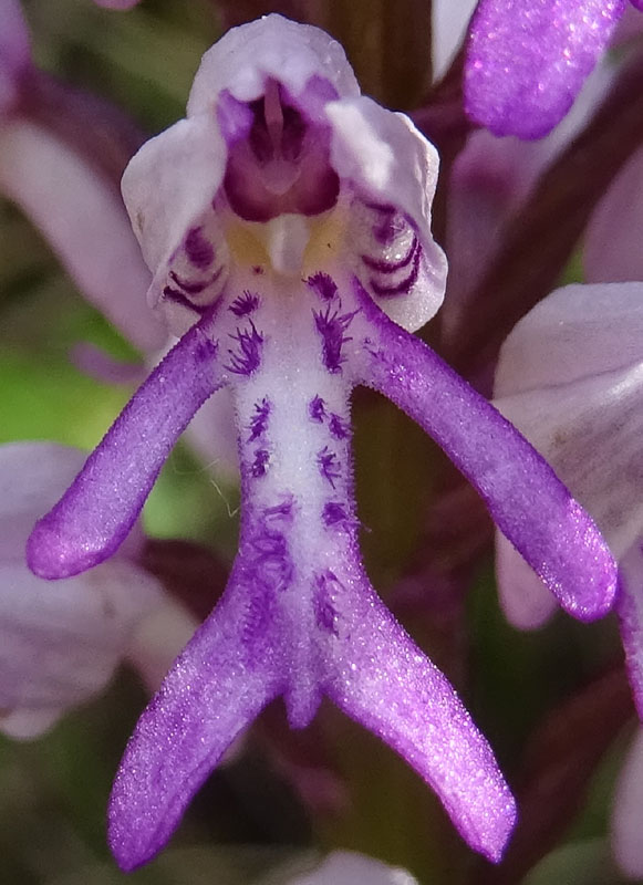 Orchis militaris - Cadine (TN)